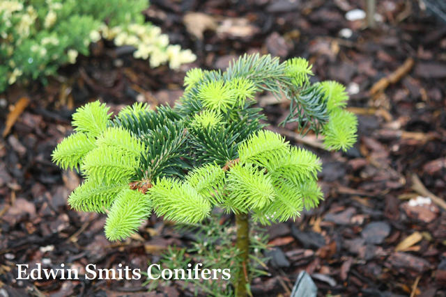 Abies cephalonica 'Prometheus' (# 37)